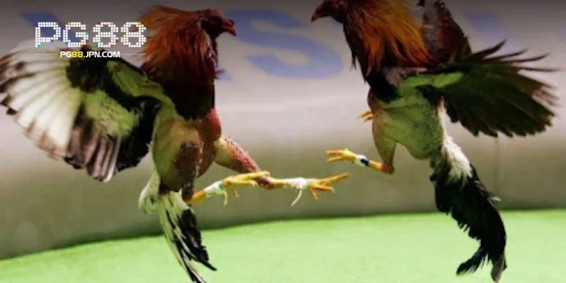 Quy trình cụ thể tạo nên tính chuyên nghiệp trong thi đấu