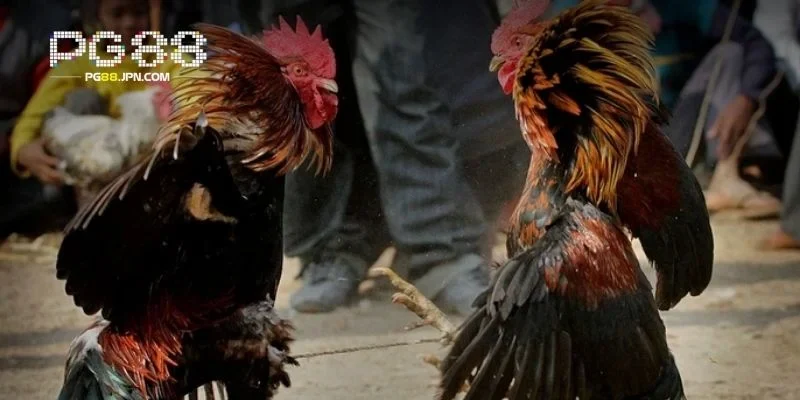 Hệ thống kèo đa dạng để tăng thêm sự lựa chọn cho bạn